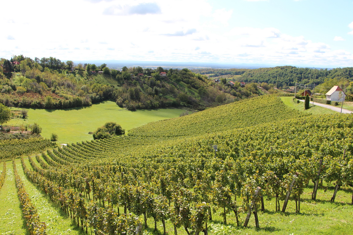 Plešivica wine region vineyards with rolling hills and traditional Croatian wineries - premium sparkling wine destination