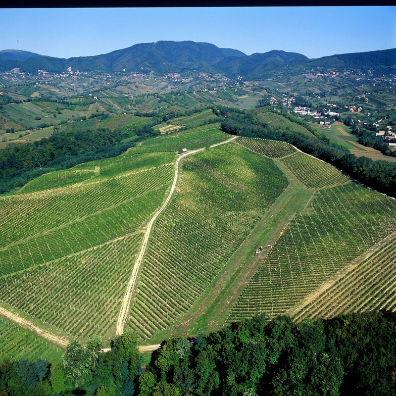 Panoramautsikt över kroatiska vingårdar med böljande kullar och traditionella vinkällare